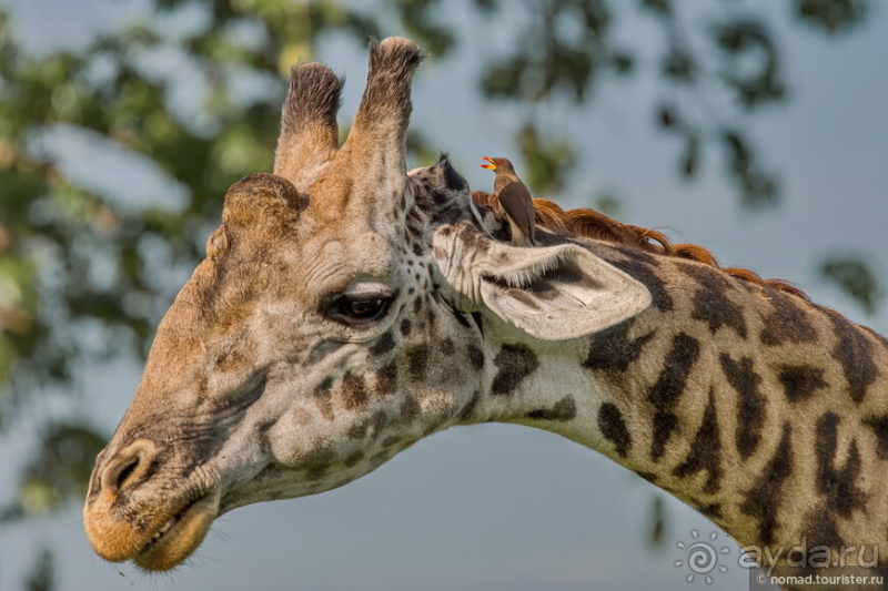 Африканское ралли. Часть 12. Танзания