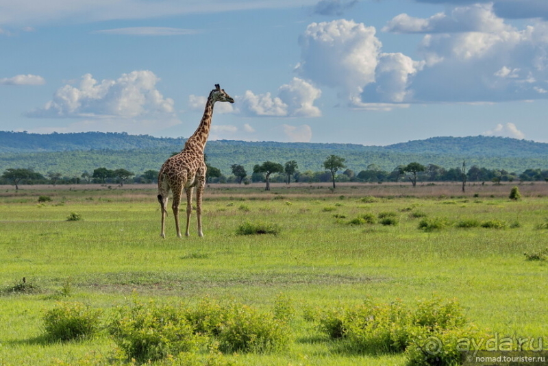 Африканское ралли. Часть 12. Танзания