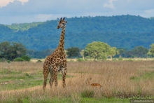 Африканское ралли. Часть 12. Танзания