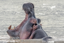 Африканское ралли. Часть 12. Танзания