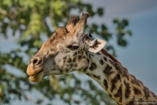 Африканское ралли. Часть 12. Танзания