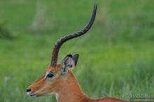 Африканское ралли. Часть 12. Танзания