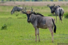 Африканское ралли. Часть 12. Танзания