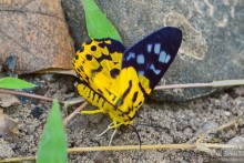 Азиатские жители