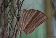 Азиатские жители