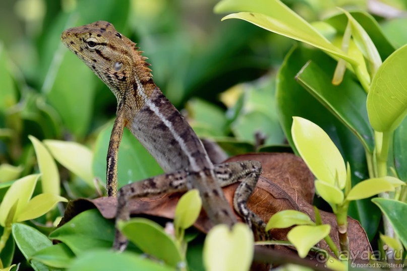 Азиатские жители