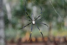 Азиатские жители