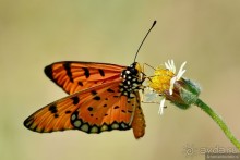 Азиатские жители