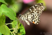 Азиатские жители