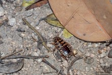 Азиатские жители