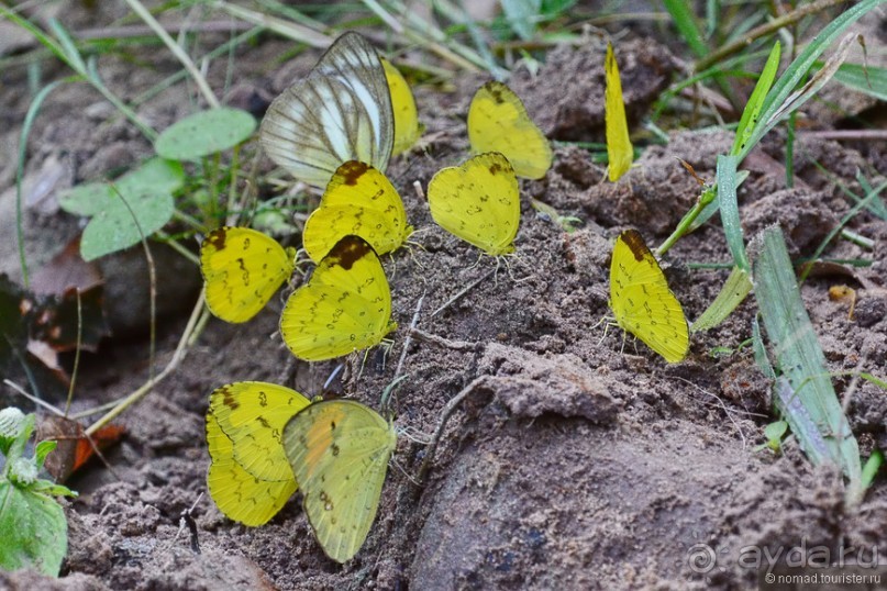 Азиатские жители