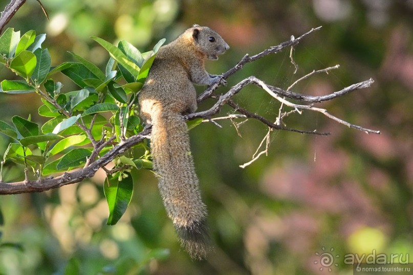 Азиатские жители