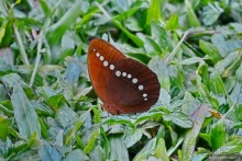 Азиатские жители