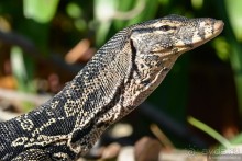 Азиатские жители