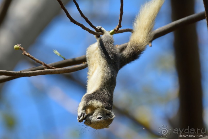 Азиатские жители