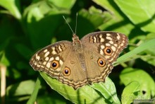 Азиатские жители