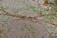 Азиатские жители