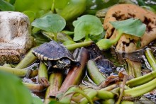 Азиатские жители