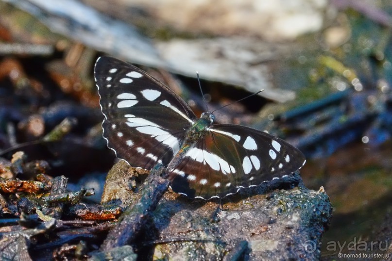 Азиатские жители