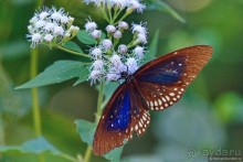 Азиатские жители