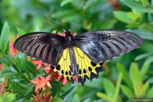 Азиатские жители