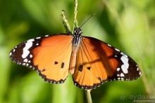 Азиатские жители