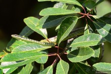 Азиатские жители