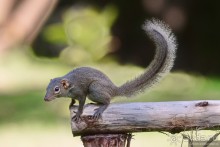 Азиатские жители