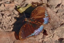 Азиатские жители