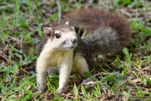 Азиатские жители