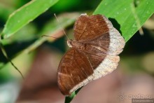 Азиатские жители