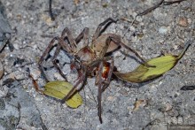 Азиатские жители