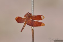 Азиатские жители