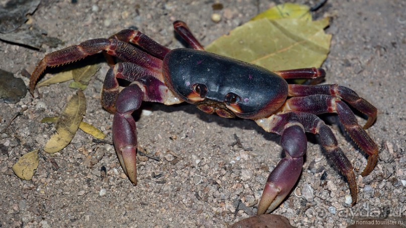 Азиатские жители