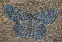 Азиатские жители