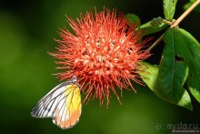 Азиатские жители