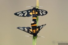 Азиатские жители