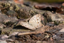 Азиатские жители