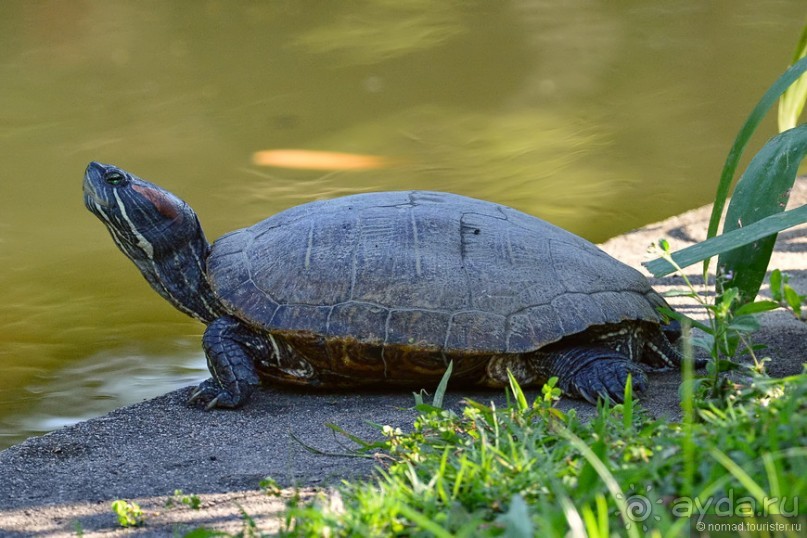 Азиатские жители