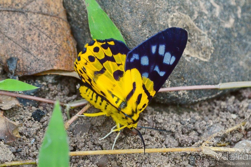 Азиатские жители