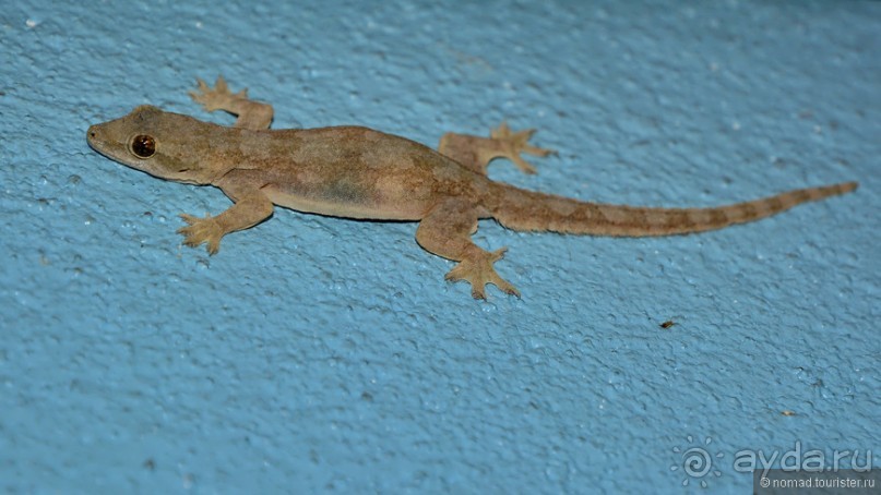 Азиатские жители