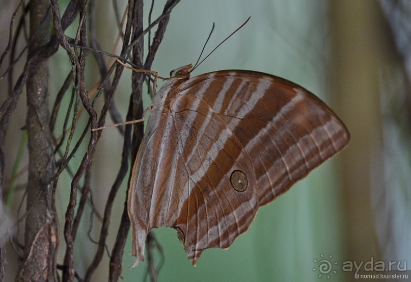 Азиатские жители