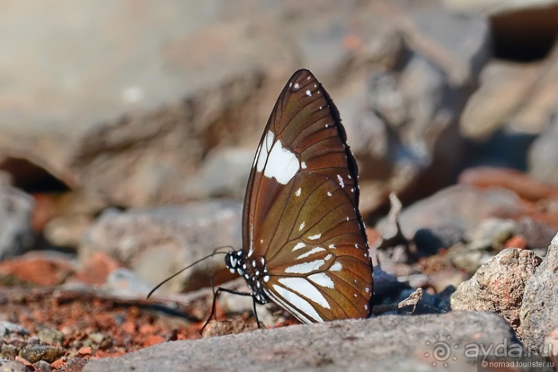 Азиатские жители