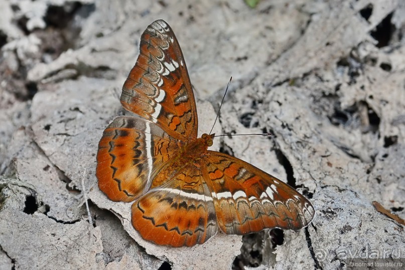 Азиатские жители