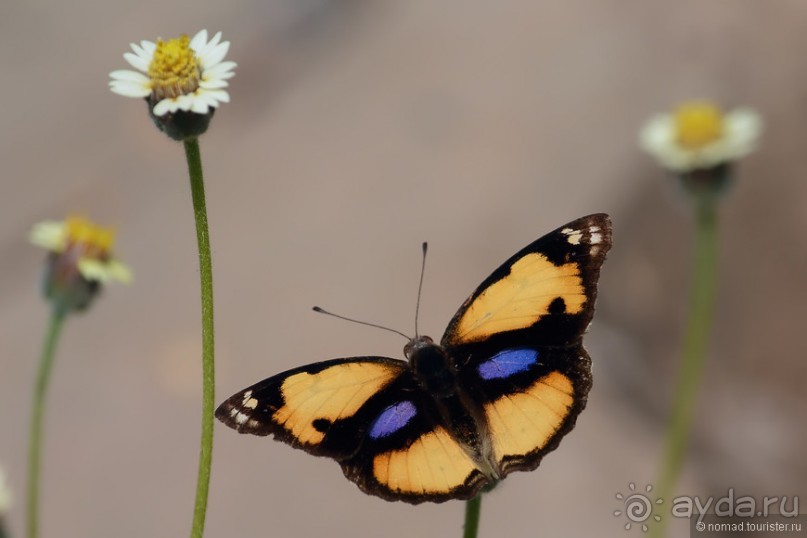 Азиатские жители