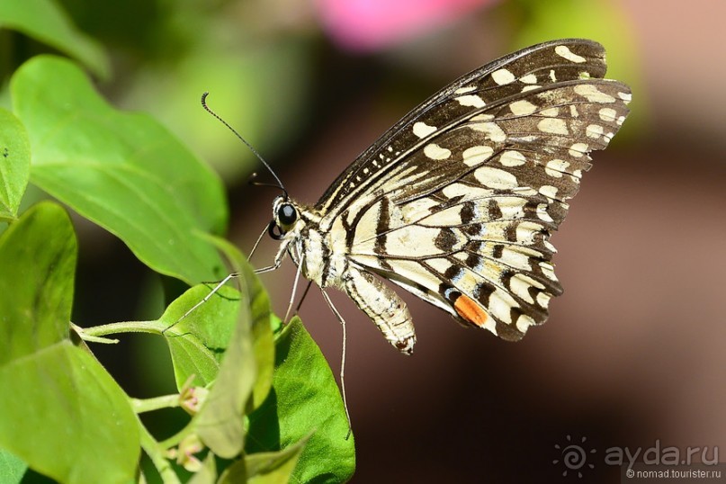 Азиатские жители