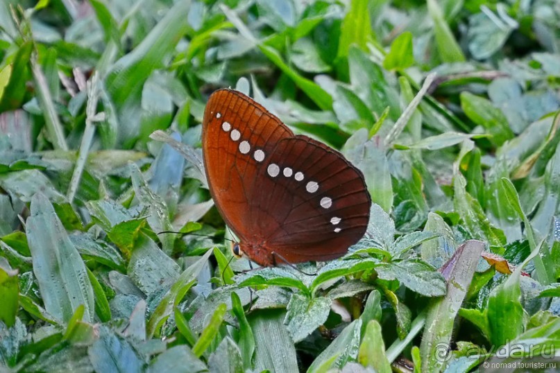 Азиатские жители