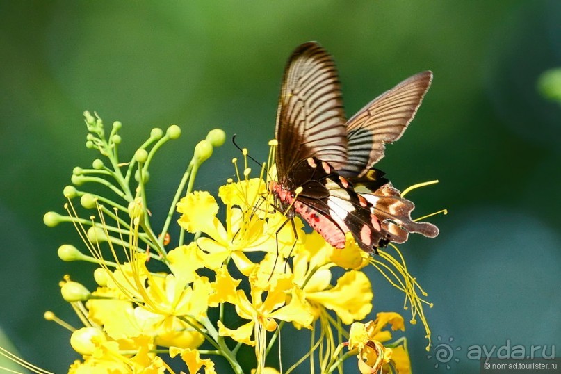 Азиатские жители