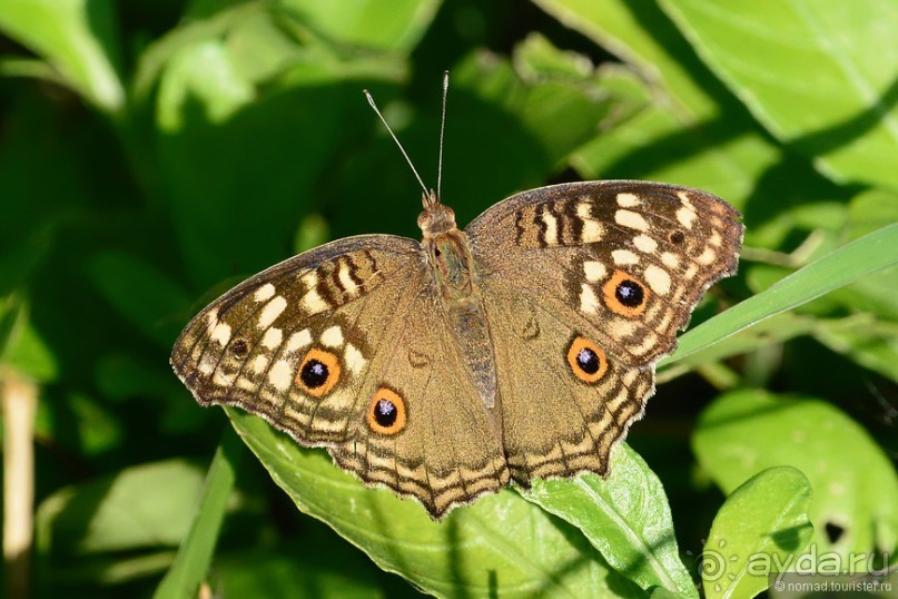 Азиатские жители