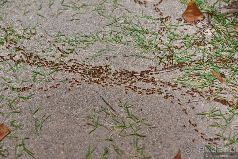 Азиатские жители